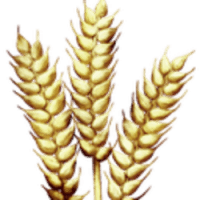 Grain (GRAIN)